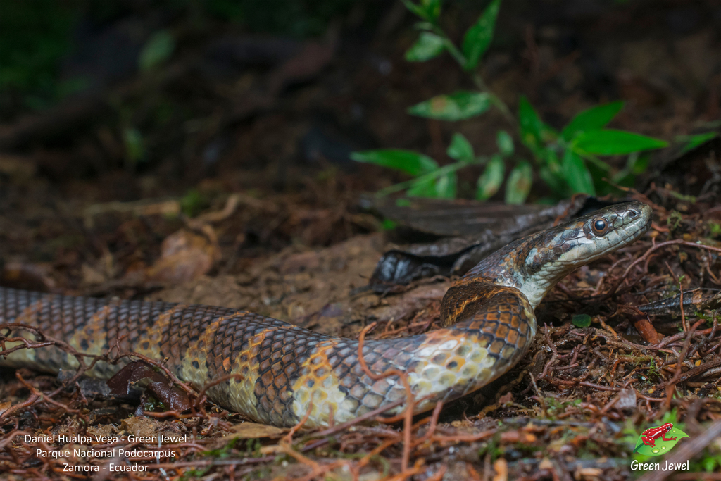 Drab Ground Snake
