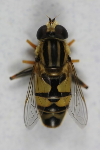 Unknown species found near Canyon County, ID, USA