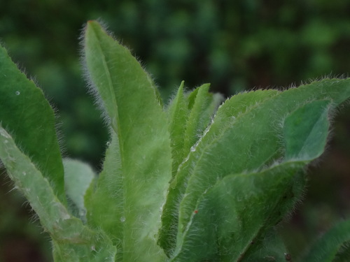Euphorbia illirica, photograph 4