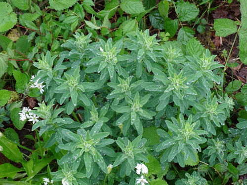 Image of Euphorbia illirica by (c) Christian Berg, some rights reserved (CC BY)