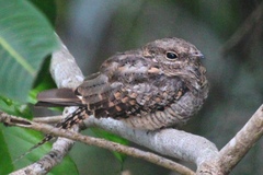 Hydropsalis climacocerca
