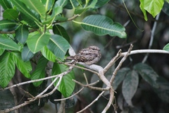 Hydropsalis climacocerca