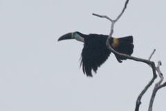 Ramphastos vitellinus
