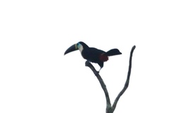 Ramphastos vitellinus