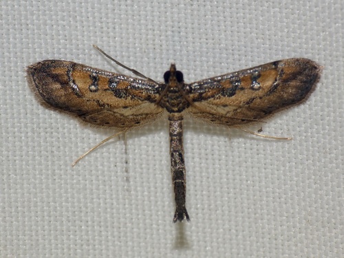 Hydriris chalybitis Meyrick, 1885