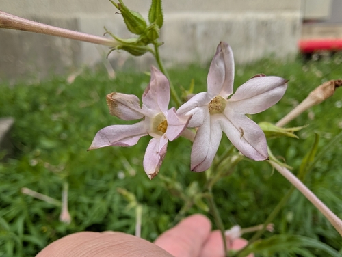 Image of Nicotiana plumbaginifolia by (c) Tatsutomo Chin, some rights reserved (CC BY)
