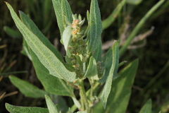 Atriplex glabriuscula