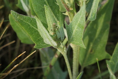 Atriplex glabriuscula