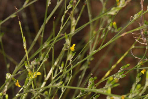 Image of Senecio pubigerus by (c) Cecile Roux, some rights reserved (CC BY-SA)