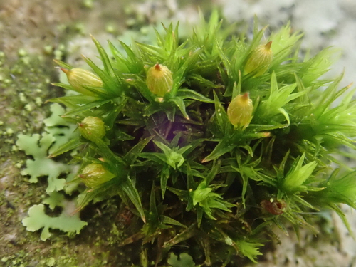 Orthotrichum pallens