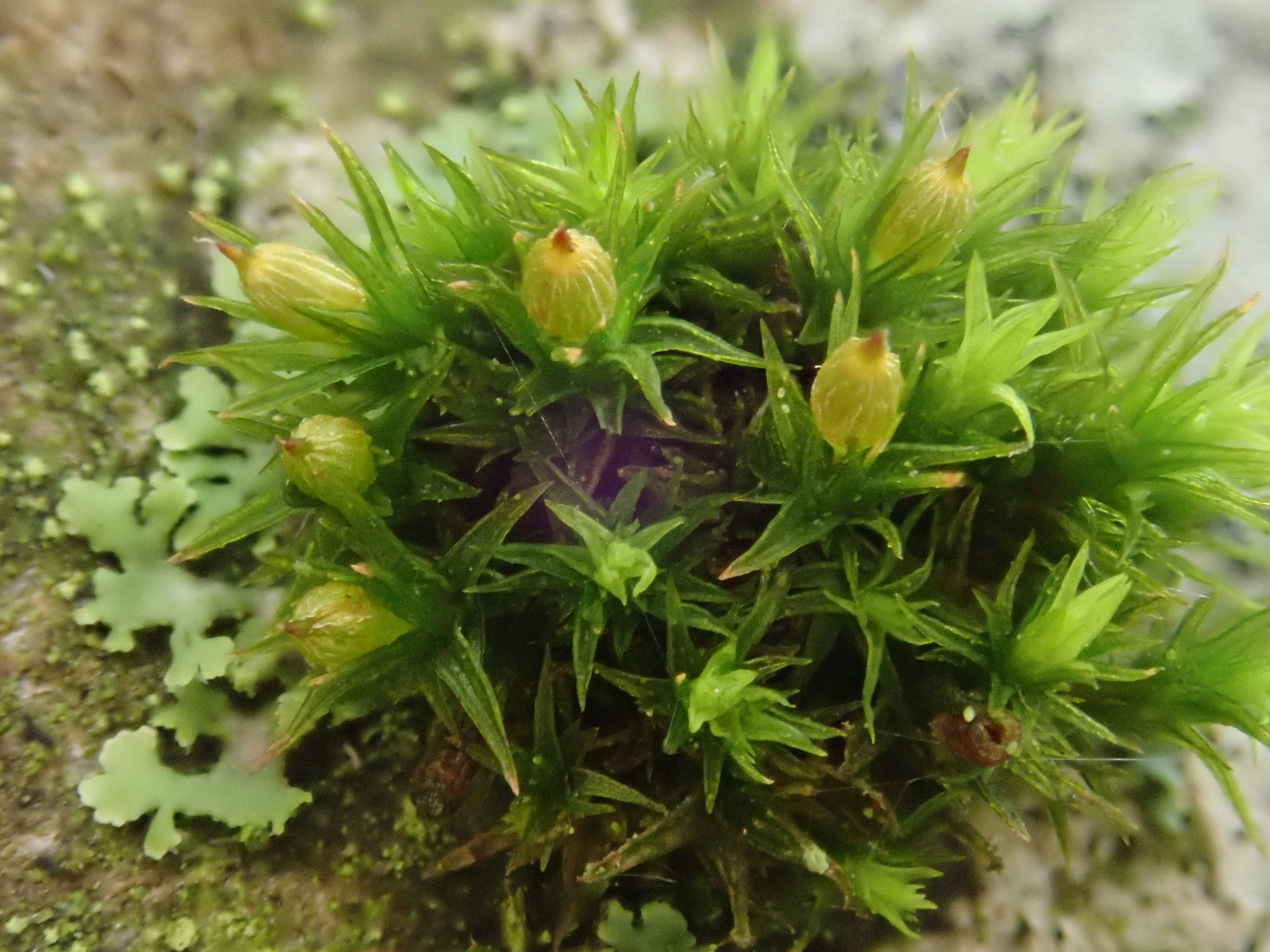 Orthotrichum pallens