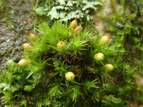 Image of Orthotrichum pallens by (c) Christian Berg, some rights reserved (CC BY)