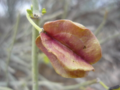 Bulnesia retama
