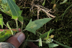 Atriplex glabriuscula