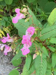 Impatiens glandulifera