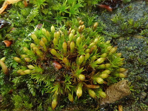 Image of Orthotrichum pallens by (c) Christian Berg, some rights reserved (CC BY)