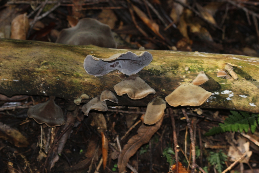 Auricularia cornea · April 2025 · photo: © joedillon (iNaturalist, cc-by)