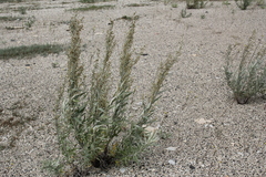 Artemisia tilesii