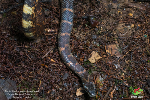Photo of a Drab Ground Snake (Erythrolamprus festae)