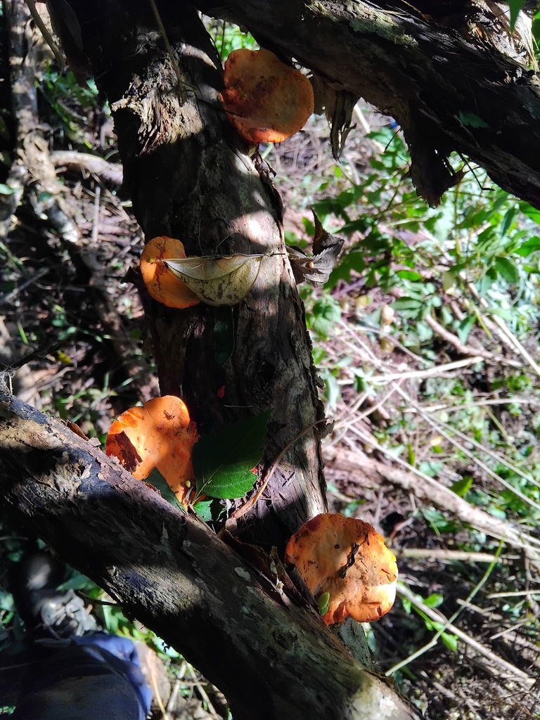 Trametes coccinea · April 2025 · photo: © sofiazed1 (iNaturalist, cc-by)