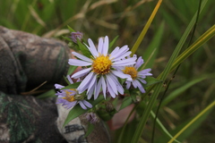 Symphyotrichum robynsianum
