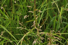 Anthoxanthum nitens