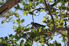 Ducula aenea