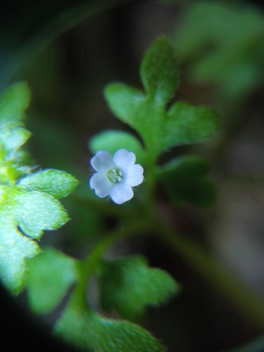Smallflower nemophila (Nemophila parviflora)