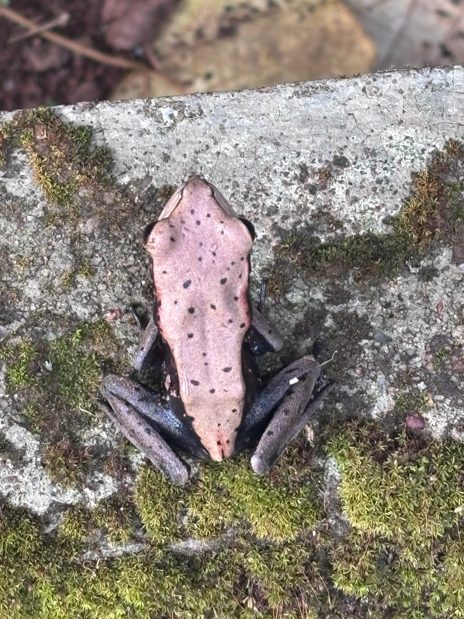 Biocoloured Forest Frog