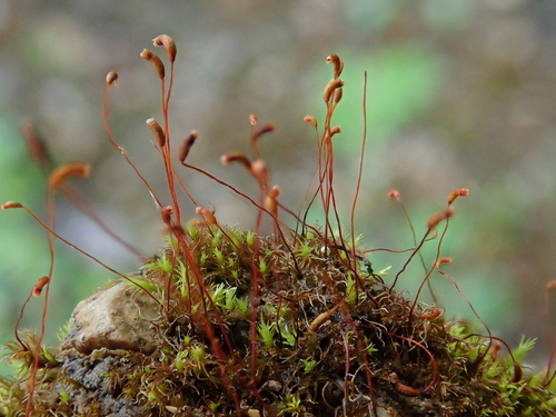 Dicranella schreberiana, 2025-04-28