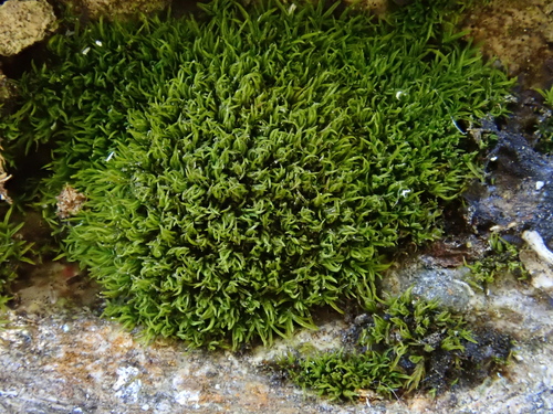 Image of Gymnostomum aeruginosum by (c) Christian Berg, some rights reserved (CC BY)