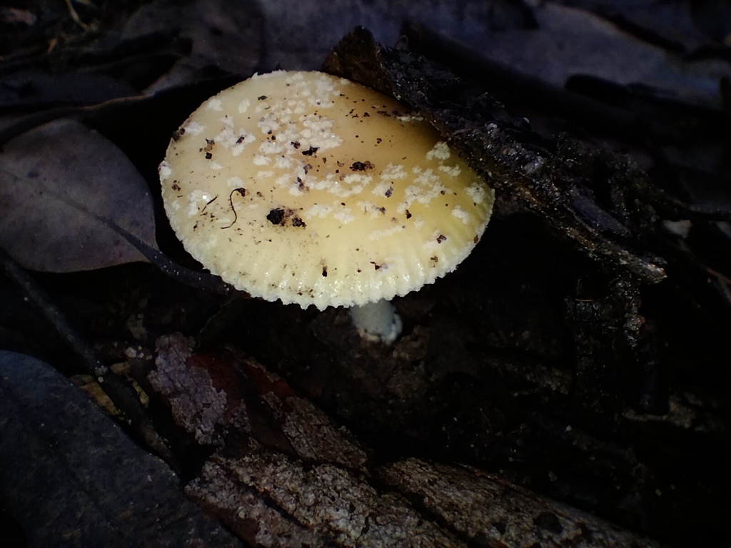 Amanita xanthocephala · April 2025 · photo: © sofiazed1 (iNaturalist, cc-by)