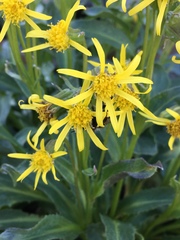 Senecio elmeri