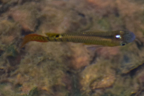 Malabar killie (Aplocheilus lineatus) — Aplocheilidae — 3