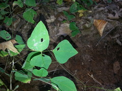 Amphicarpaea bracteata comosa