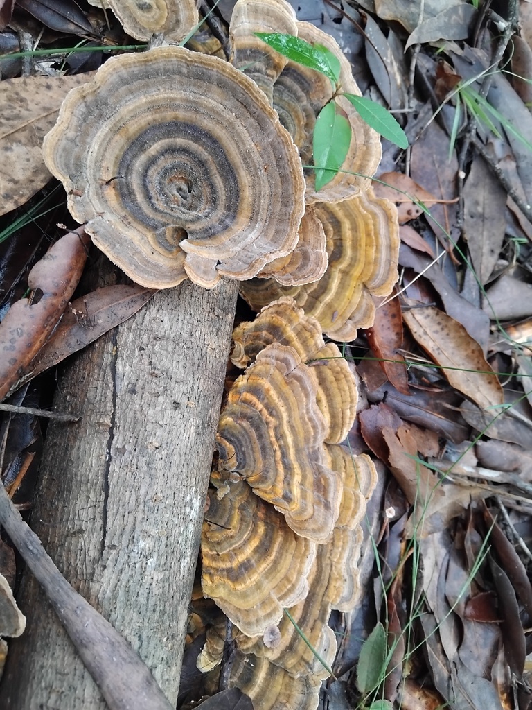 Trametes versicolor · April 2025 · photo: © sofiazed1 (iNaturalist, cc-by)