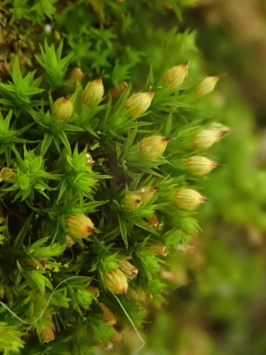 Image of Orthotrichum patens by (c) Christian Berg, some rights reserved (CC BY)