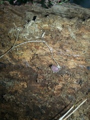 Amphicarpaea bracteata comosa