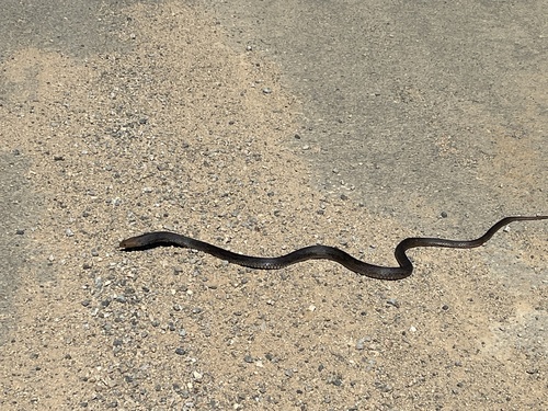 Eastern Brown Snake sighting