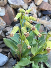Senecio elmeri