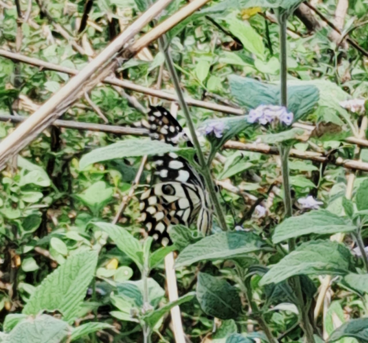 Lime Swallowtail