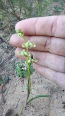 Disperis circumflexa circumflexa