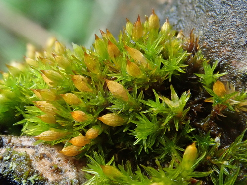 Image of Orthotrichum pallens by (c) Christian Berg, some rights reserved (CC BY)