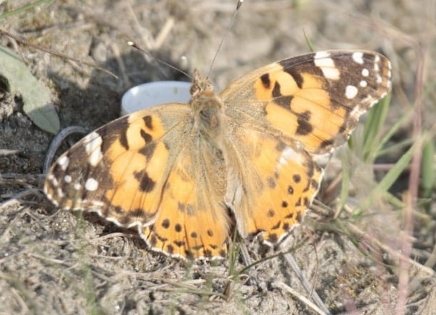 Painted Lady
