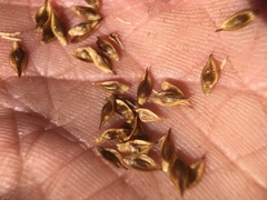 Carex tahoensis