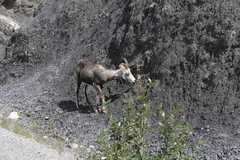 Ovis dalli stonei