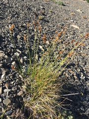 Carex tahoensis