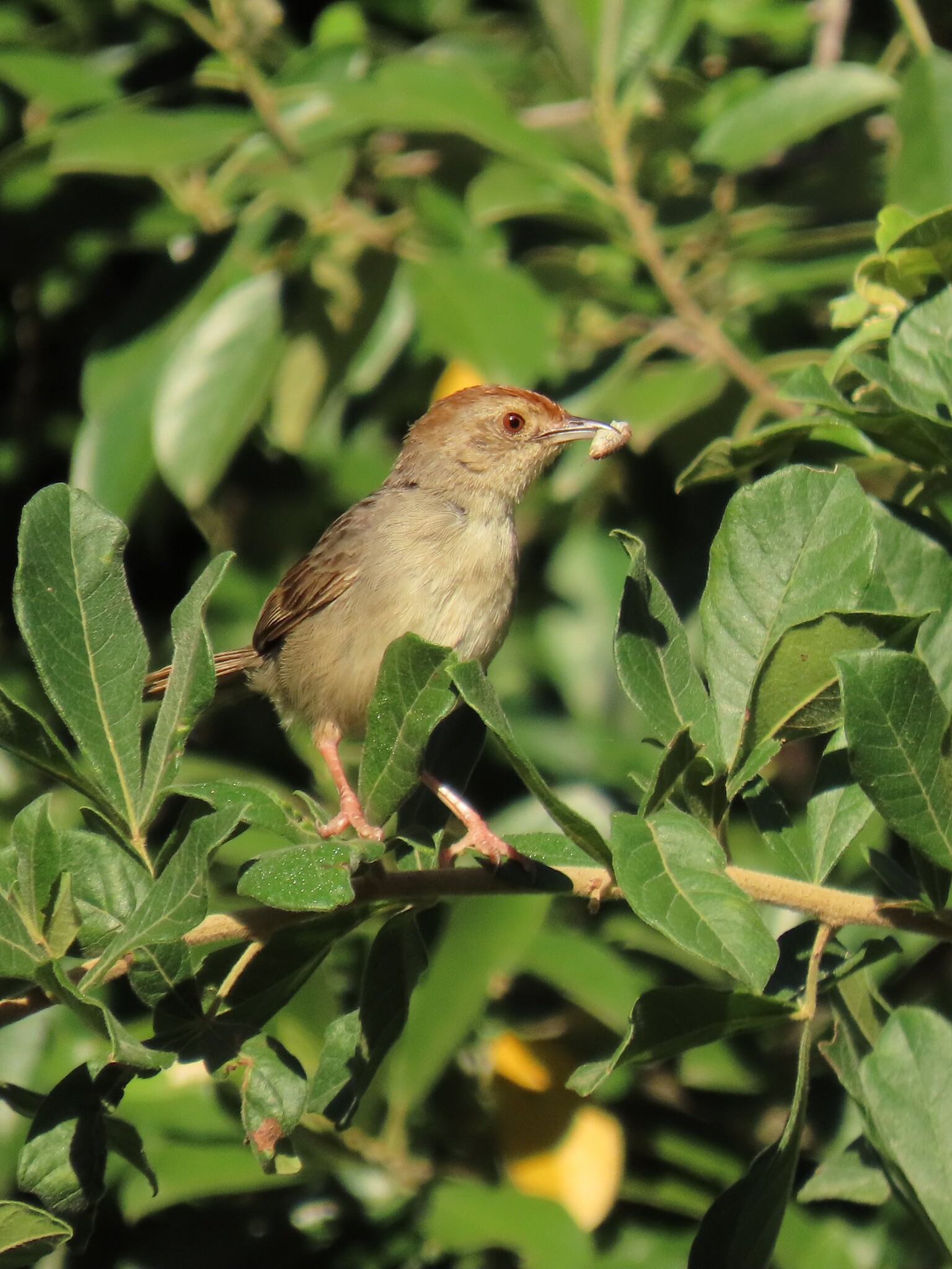 Rock-loving Cisticola (Cisticola aberrans), photo 6