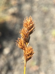 Carex tahoensis