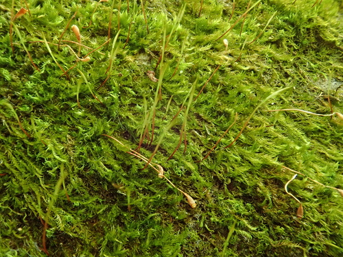 Incurved Feather-moss (Homomallium incurvatum)